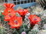 Echinocereus triglochidiatus v. paucispinus - Navratil (1)