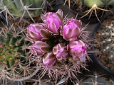 Gymnocalycium neuhuberi